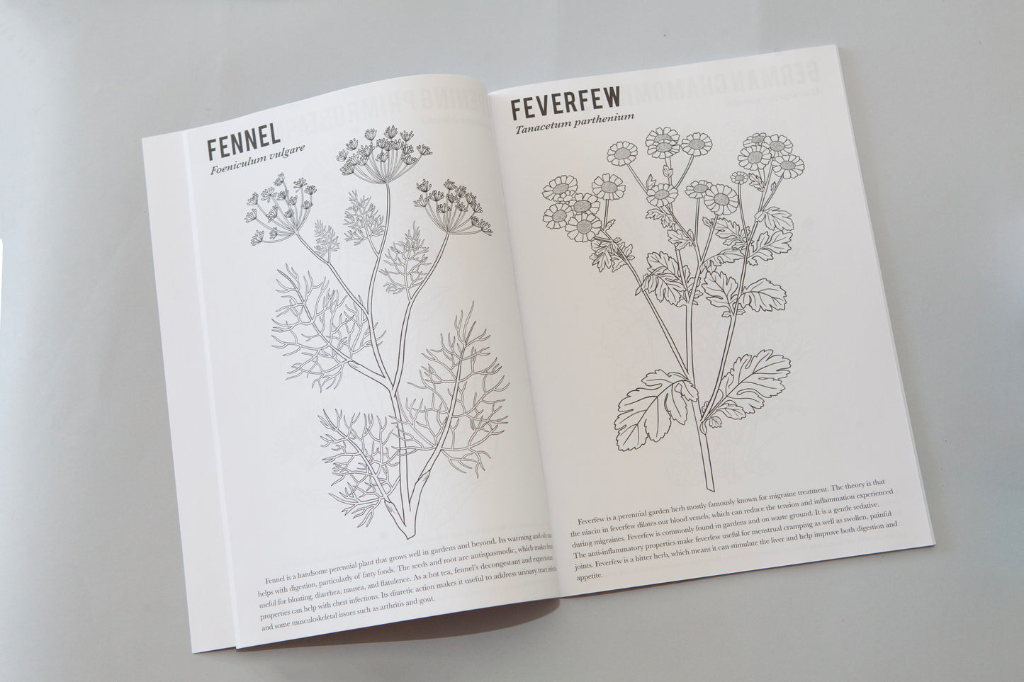 The Medicinal Herb Colouring Book