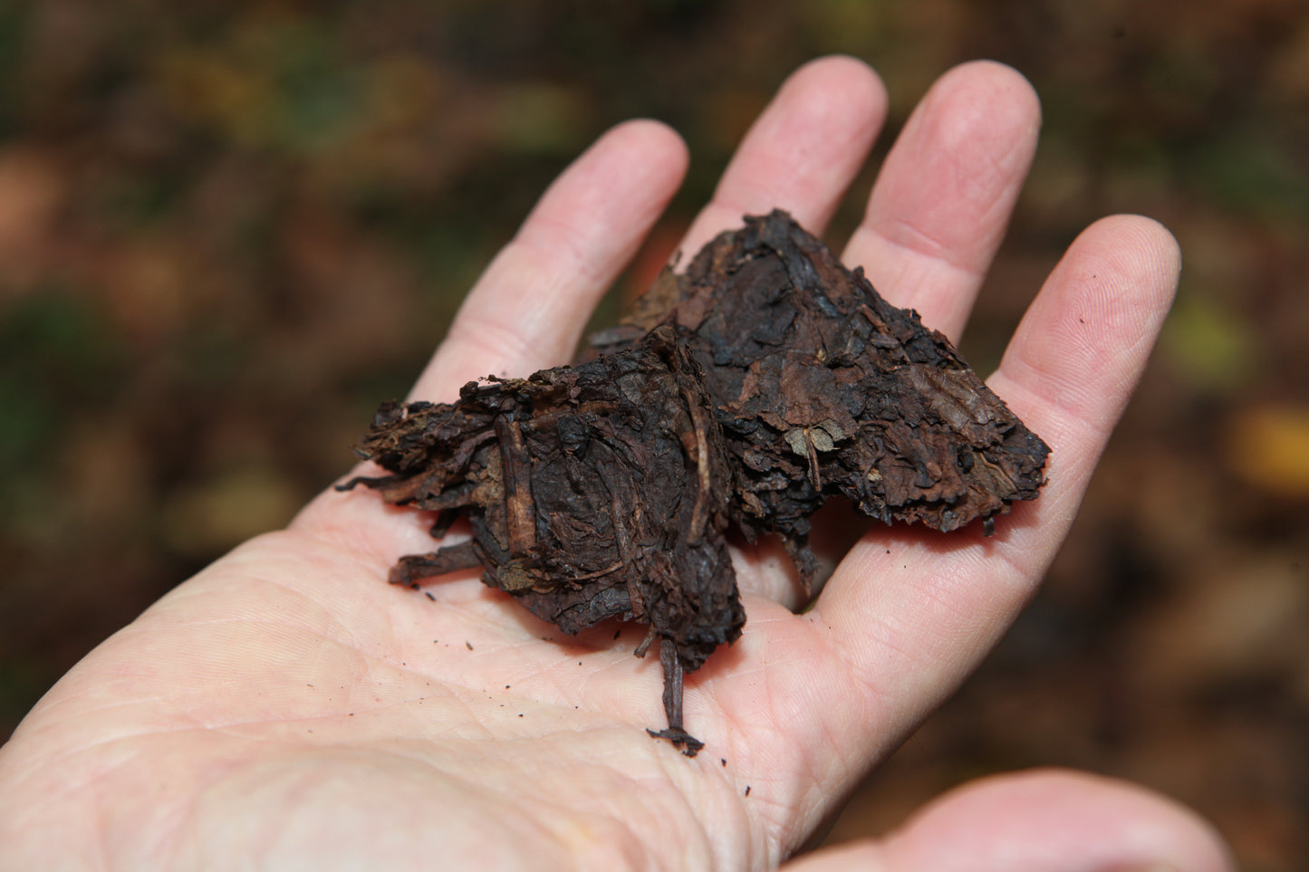 Menghai Da Ye Puerh Shu premsat 2002
