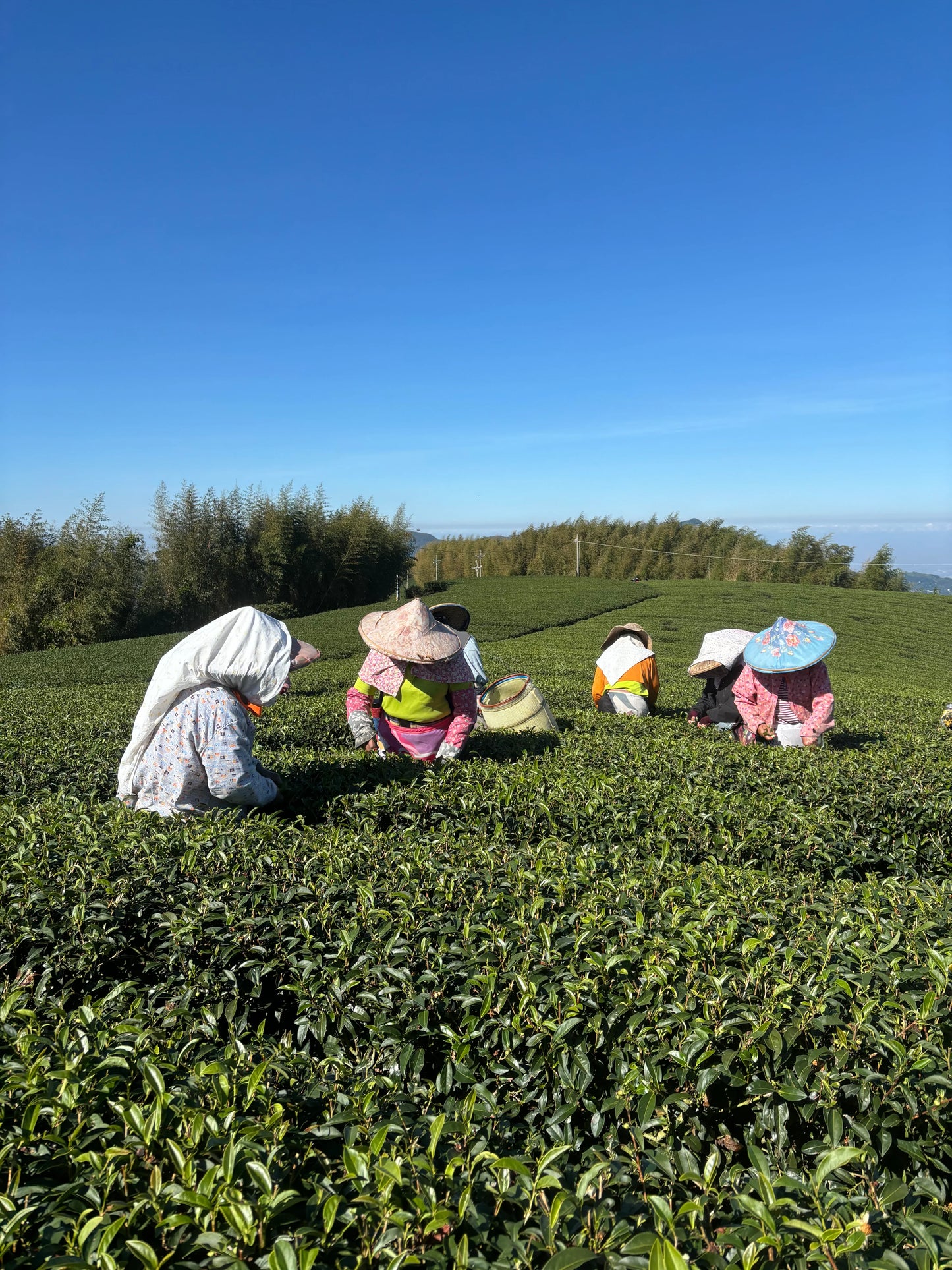 O003 Kuanxin Jin Xuan (Spring) Oolong